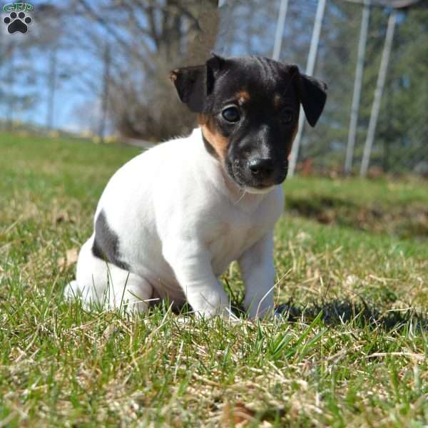 Robin, Jack Russell Terrier Puppy